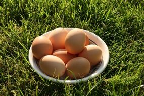 brown eggs in plate on grass