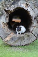 guinea pig in zoo so sweet and cute