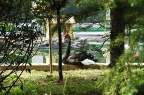 black swan near the pond