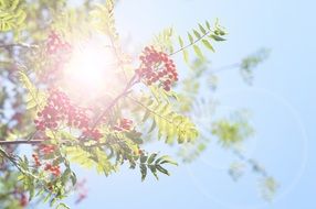 Sun lights rowan berry
