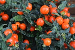 Small tomatoes in the garden