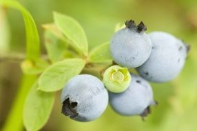 wild ripened blueberries cluster