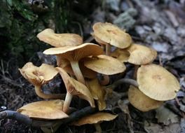 Honey mushrooms on the tree