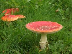 bright toadstools among green grass