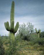 tall saguaro cactus among low plants