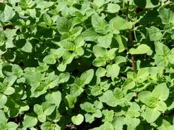oregano spice