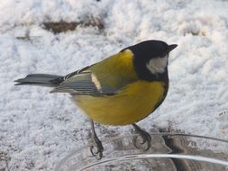 picture of songbird