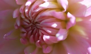 pink wild flower close up