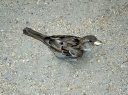 cute sparrow bird feeding on the ground