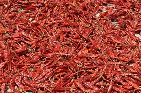 food chilli