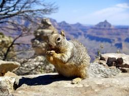 squirrel among stones in a grand canyon on a sunny day