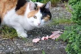 cat eating