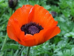 bright red poppy is a wild flower