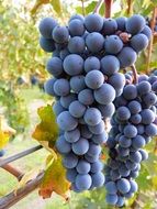 autumn blue grapes on a branch