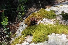 moss on stone in forest