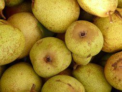 harvest of green sweet pears