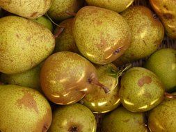 a lot of green pears