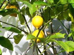 bush with yellow lemons in the bright sun close up