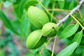 green pecans