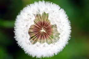 macro photo of white fluffy dandelion