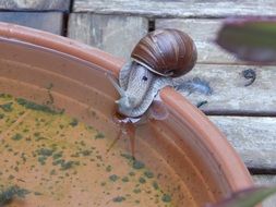 snail on the water crawl slowly mollusk