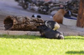 guinea pig zoo cute animal