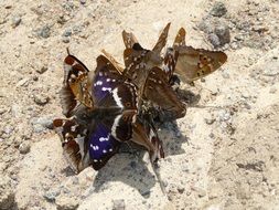 many bright butterflies sit on the stone