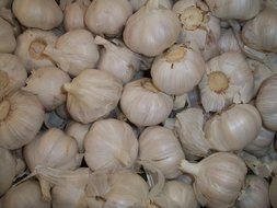 spicy garlic harvest