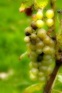 Green grape for wine