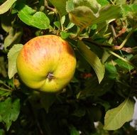 yellow and red frisch apple tree fruit