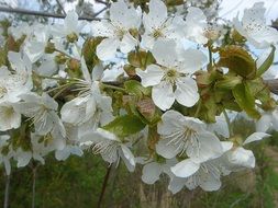 fruit tree blooms with white flowers