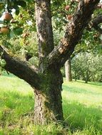 fruit tree trunk