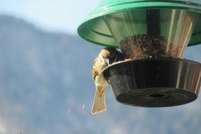 cute sparrow bird eating in feeder portrait