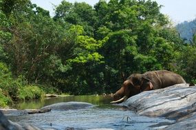 elephant in the water in the wild