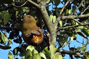 jackfruit on the tree in India