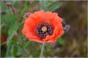 lovely wildflower