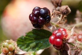 Rubus is a large and diverse genus of flowering plants in the rose family