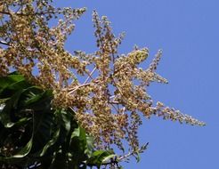 flowers mango