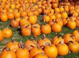 orange pumpkins in the autumn