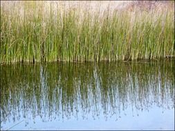 reeds mirroring in pond