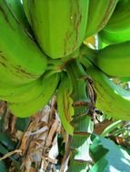 bottom view of green bananas cluster on plant