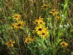 daisy wildflowers