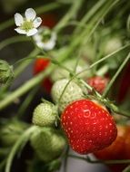 Red and green strawberries on the plant