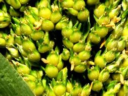immature corn grains