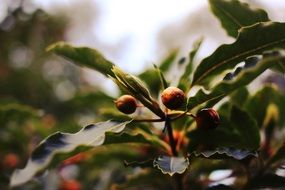 color berries