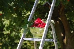 cherry in a colander on a ladder