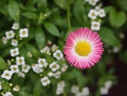 pink daisy blossom