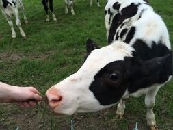 calf feeding from hand