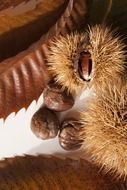 prickly seeds of sweet chestnut