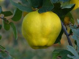 yellow fresh quince fruit